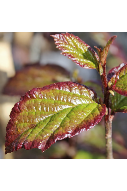 Персіан Спаєр листя